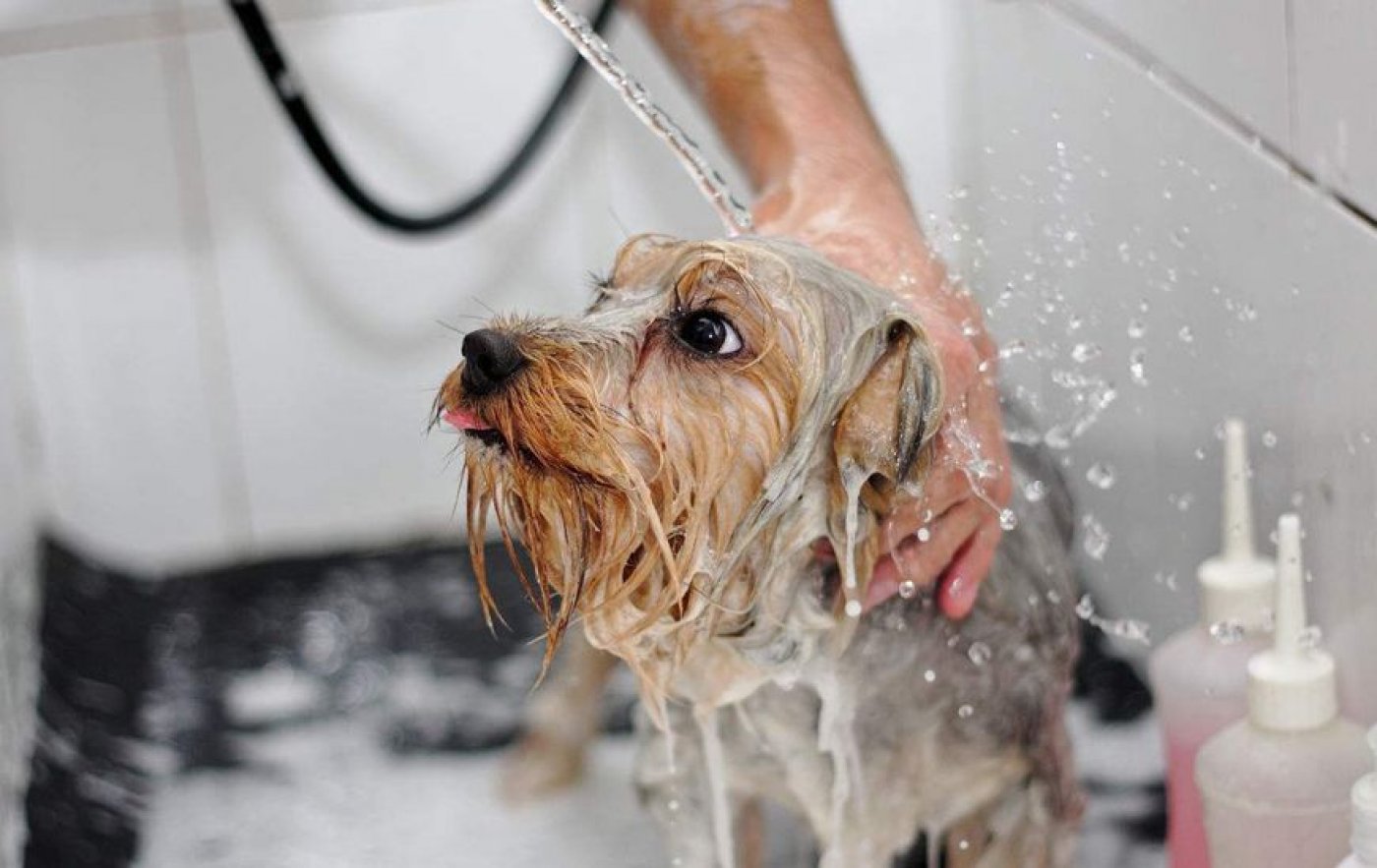 一只狗洗澡照片摄影图片_ID:151718116-Veer图库