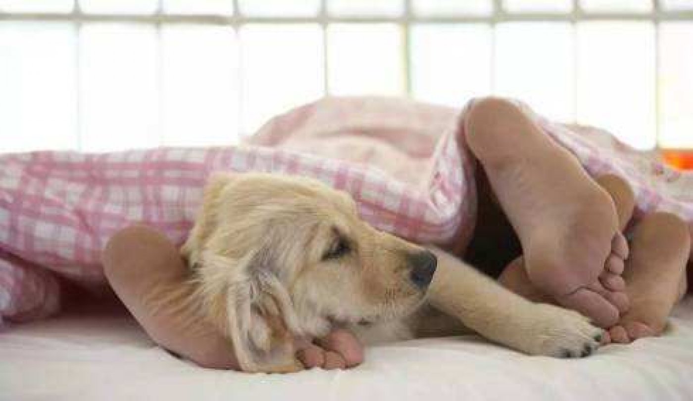 擅長抱抱的快來～收容所徵「抱狗狗專員」 浪浪每天有「愛的抱抱」能甜入睡 - Fluffy 寵毛孩