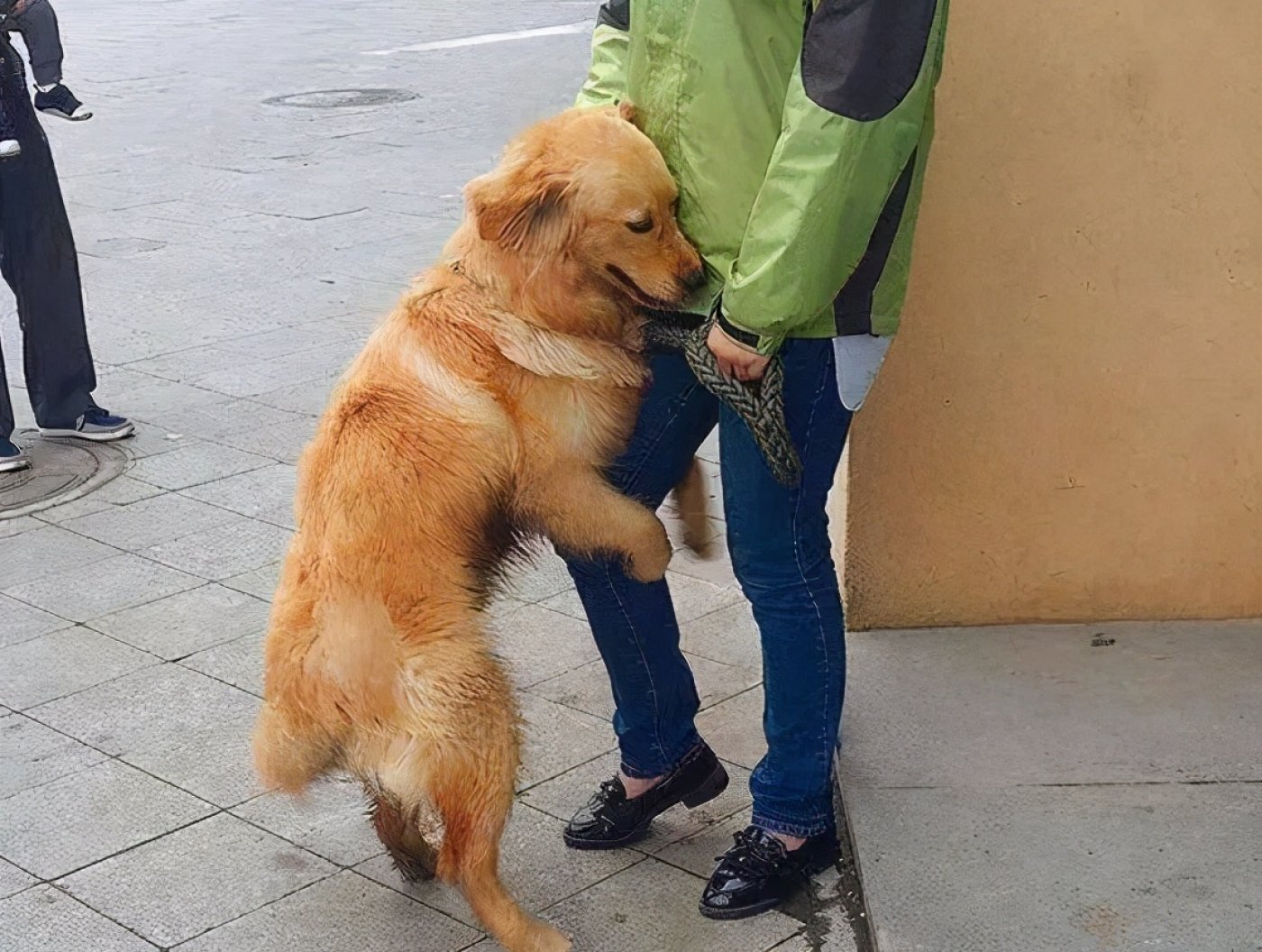 在公园散步时，快乐的宠物保姆抱着小狗。照片摄影图片_ID:417946717-Veer图库